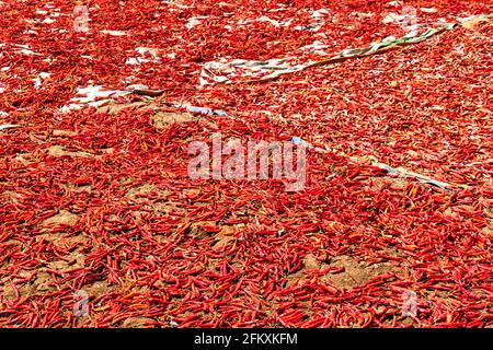 Detail der Trocknung von Chilischoten, Myanmar Stockfoto