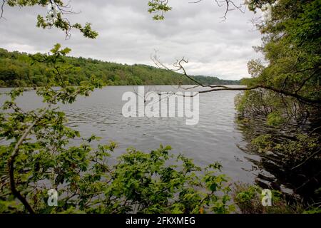 Lac de Guerlédan in der Nähe der Anse de Sordan, Morbihan, Bretagne, Frankreich: Der größte künstliche See der Bretagne Stockfoto