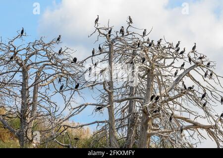 Kormorane brüten in toten Bäumen auf der kleinen Insel Vidronisi am Mikri Prespa See, Mazedonien, Nordgriechenland. Stockfoto