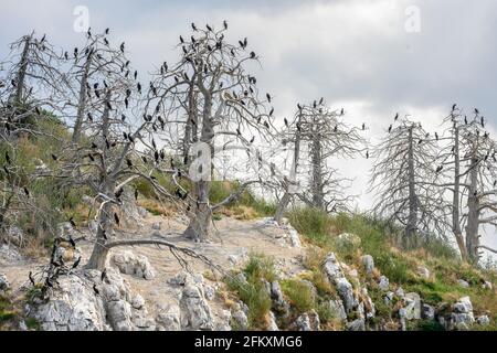 Kormorane brüten in toten Bäumen auf der kleinen Insel Vidronisi am Mikri Prespa See, Mazedonien, Nordgriechenland. Stockfoto