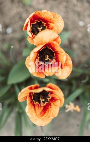 Draufsicht auf blühende Tulpen im Garten. Breites Bannerformat Stockfoto