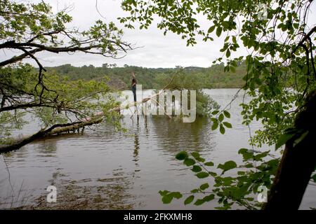 Lac de Guerlédan in der Nähe der Anse de Sordan, Morbihan, Bretagne, Frankreich: Ein junger Mann balanciert auf einem umgestürzten Baumstamm über dem Wasser. MODELL FREIGEGEBEN Stockfoto