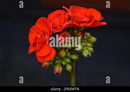 Rote Geranie, Pelargonium-Blüten und Knospen Stockfoto