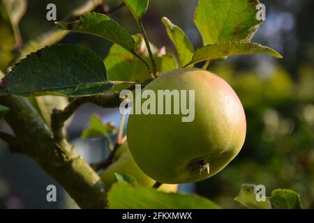 bramley Apfel auf Baum Stockfoto