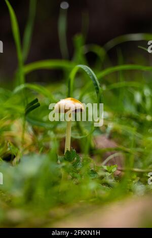 Einzelner goldener Pilz, der unter grünen Gräsern auf Waldboden wächst Stockfoto