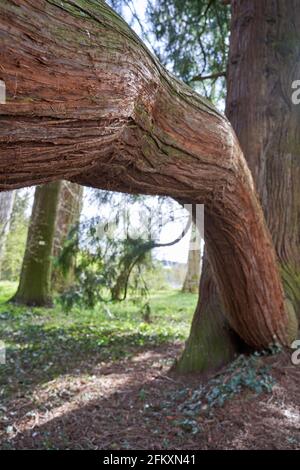 Baum des Lebens (Thuja plicata, Lebensbaum). Brauner Pflanzenstamm mit hervorstehenden dicken Ast. Tiefe Perspektive. Tiefe des Feldes. Stockfoto