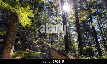 Abenteuerliche Frau Wandern auf einem umgestürzten Baum in einem schönen Grüner Regenwald Stockfoto