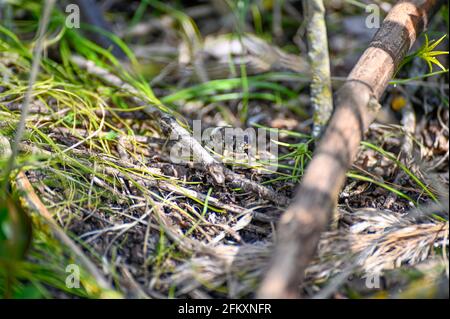 Kleine Grasnatter ein sonniger warmer Tag im Mai Stockfoto