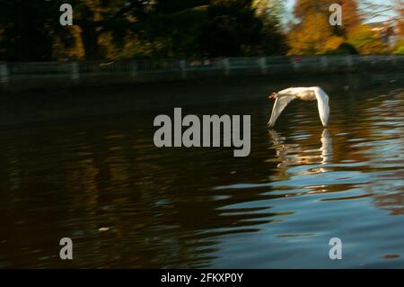 schwan fliegt über die Themse Stockfoto