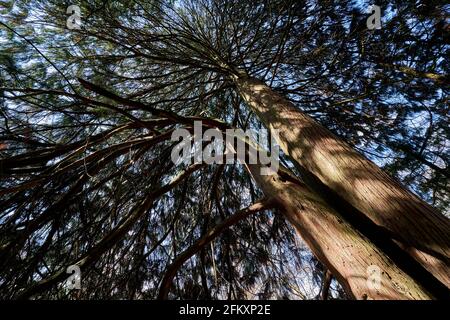 Baum Chamaecyparis nootkatensis (Nutka-Scheinzypresse) zwei alte Pflanzenstämme, schräg von unten fotografiert. Stockfoto