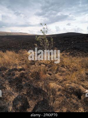 Ein einsamer Sprössling, ein Überlebender auf dem Wildfire zwischen Butterley Clough und Carr Clough in Bobus/Butterley Stockfoto