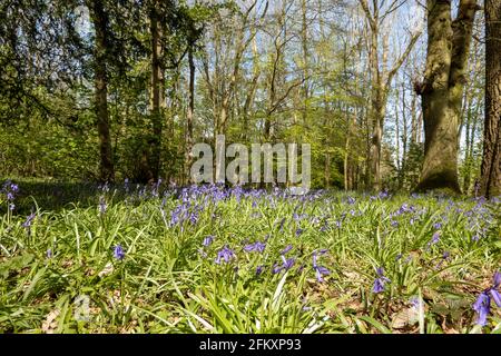 Longstock, Hampshire, England, Großbritannien. 2021. Frühling und Bluebells erscheinen in einem Waldgebiet in Hampshire Stockfoto