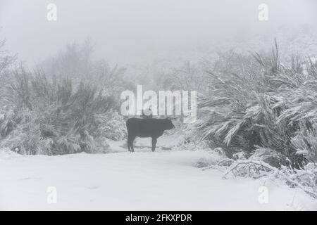 Traditionelle portugiesische Maronesa-Kühe auf einer schneeweißen Winterlandschaft Stockfoto