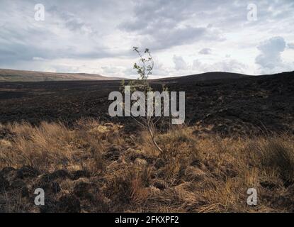 Ein einsamer Sprössling, ein Überlebender auf dem Wildfire zwischen Butterley Clough und Carr Clough in Bobus/Butterley Stockfoto