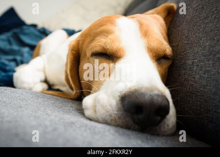 Beagle Hund müde schläft auf einer Couch in lustiger Position. Stockfoto