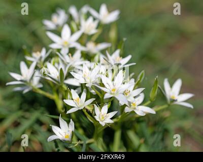 Blühende Milchsterne, ornithogalum, im Frühling Stockfoto