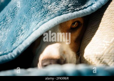 Fauler und schläfriger Tagle Hund unter einer blauen Decke auf einem Bett. Sonniger Tag zu Hause Hintergrund. Stockfoto