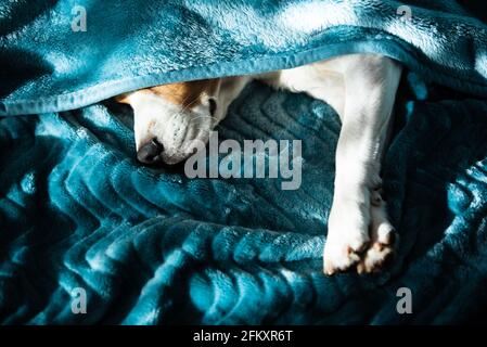 Fauler und schläfriger Tagle Hund unter einer blauen Decke auf einem Bett. Sonniger Tag zu Hause Hintergrund. Stockfoto