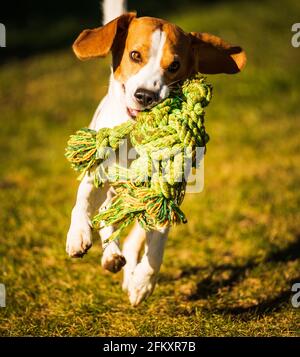 Beagle-Hund springt und läuft mit einem Seilspielzeug im Freien in Richtung Kamera Stockfoto