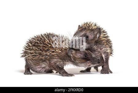 Zwei junge europäische Igel spielen zusammen Stockfoto