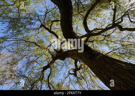 Baum Trauerweide (Salix chrysocoma, goldene Trauerweide) Blühende Pflanze im Frühjahr mit braunem Stiel und grünen Blättern. Schräge Ansicht von unten. Stockfoto
