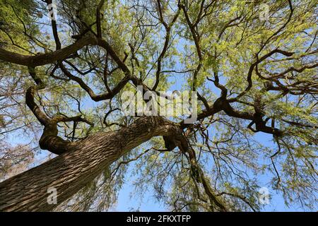 Baum Trauerweide (Salix chrysocoma, goldene Trauerweide) Blühende Pflanze im Frühjahr mit braunem Stiel und grünen Blättern. Schräge Ansicht von unten. Europ Stockfoto
