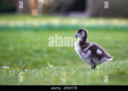 Wasservögel Küken ägyptische Gans (Alopochen aegyptiacus, Nilgans) auf einer grünen Wiese. Narcissus blüht Tiefenschärfe. Seitenansicht. Stockfoto