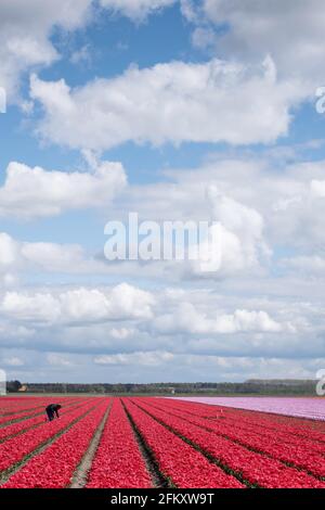 Der Mensch arbeitet auf einem schönen Feld mit roten, orangen und rosa Tulpen. Temporäre Jobs in der Regel. Konzentrieren Sie sich auf den Mann Stockfoto