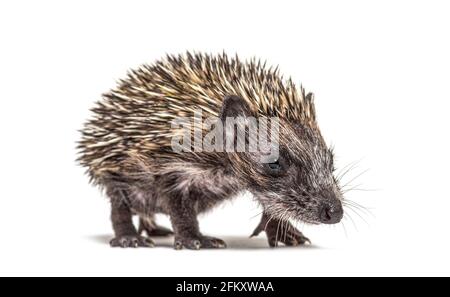 Walking junger europäischer Igel, der auf weiß isoliert auf die Kamera schaut Stockfoto