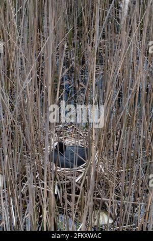 Eurasischer Ruß brütet auf einem Nest, das zwischen Schilfstielen in einem Feuchtgebiet versteckt ist. Konzentrieren Sie sich auf den Vogel. Vertikales Bild Stockfoto