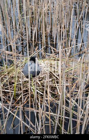 Eurasischer Ruß brütet auf einem Nest, das zwischen Schilfstielen in einem Feuchtgebiet versteckt ist. Konzentrieren Sie sich auf den Vogel. Vertikales Bild Stockfoto