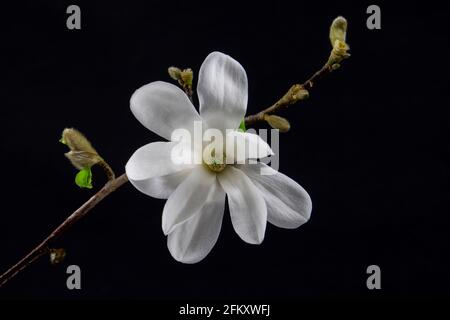 Nahaufnahme einer weißen Blüte einer auf schwarzem Hintergrund isolierten Kobushi Magnolia, auch Magnolia kobus genannt Stockfoto