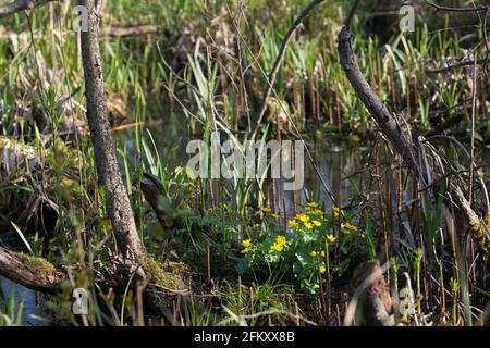 Caltha palustris, Sumpfmarmeltier gelbe Blüten in sumpfigem Wald selektiver Fokus Stockfoto