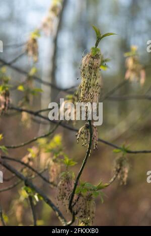 Frühling acer Negundo, Box Holder, Boxelder Ahornblumen und junge Blätter Nahaufnahme selektive Fokus Stockfoto