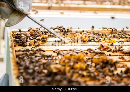 Kamm von Honey Bee Rahmen reinigen Stockfoto