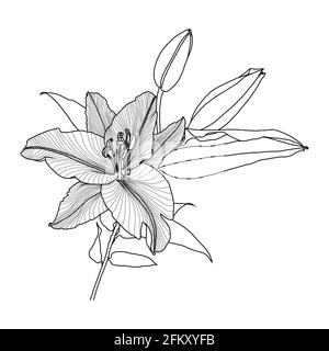 Realistische lineare Zeichnung von lilly Blume mit Blättern und Knospen, schwarze Grafiken auf weißem Hintergrund, moderne digitale Kunst. Element für Design. Stock Vektor