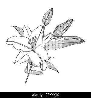 Realistische lineare Zeichnung von Lilienblume mit Blättern und Knospen, schwarze Grafiken auf weißem Hintergrund, moderne digitale Kunst. Element für Design. Stock Vektor