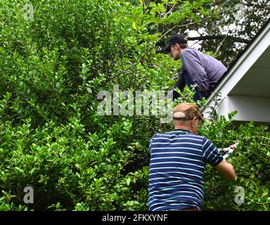 Ein älterer Mann und ein junger Mann arbeiten zusammen, um überwuchert Büsche um ein Haus zu trimmen. Senior steht auf einer Leiter, um zu trimmen, und junger Mann sitzt auf der Dachkante. Stockfoto