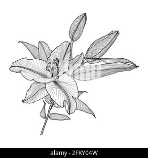 Realistische Linienzeichnung einer Lilie mit Blättern und Knospen, schwarze Grafiken auf weißem Hintergrund, moderne digitale Kunst. Element für Design. Stock Vektor