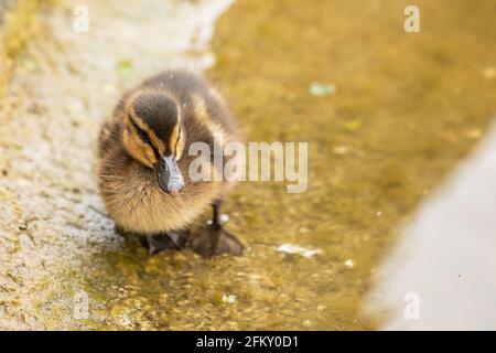 Niedliches kleines Entlein neben der Wasserseite eines Teichs. Stockfoto