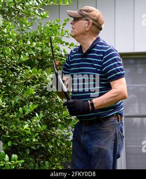 Ein älterer Mann hält eine Reihe von handhabten Clippern und befragt die Arbeit vor ihm. Er trägt Handschuhe und Hut und steht auf einer Leiter vor einem OV Stockfoto