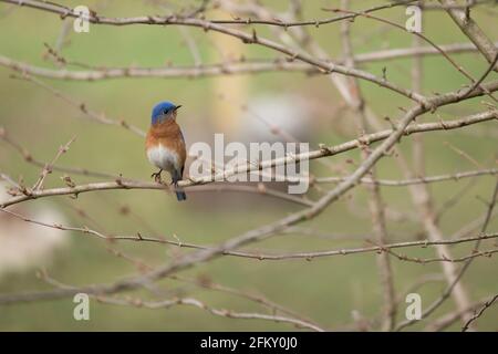 Männlicher Bluebird, der im Frühling auf einem Schneeballviburnum-Zweig thront Stockfoto