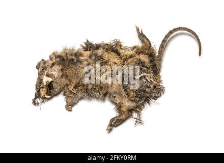 Trockene tote Ratte im Zersetzungszustand, isoliert auf Weiß Stockfoto
