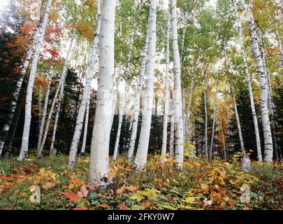 Pinkham Kerbe Herbst Birken Stockfoto