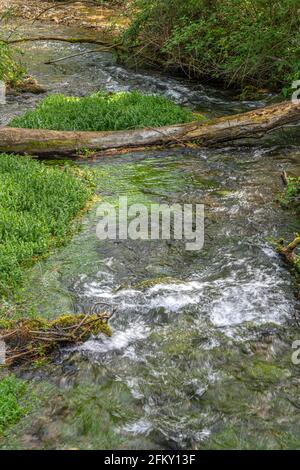 Ein kleiner Fluss fließt durch die Bäume mit einem gefallenen Stamm im Vordergrund. Quellen von Cavuto, Abruzzen, Italien, Europa Stockfoto