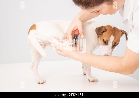 Der Tierarzt schneidet die Klauen des Hundejackers russell Terrier auf weißem Hintergrund. Stockfoto