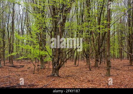 Buchenwald im Frühjahr: Frische grüne Blätter in den Bäumen, tote rotbraune Blätter des vergangenen Jahres auf dem Waldboden Stockfoto