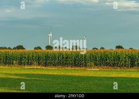 Landwirtschaftliche Felder, die mit Mais bebaut werden, mit zwei Windturbinen im Hintergrund. Dänemark, Europa Stockfoto