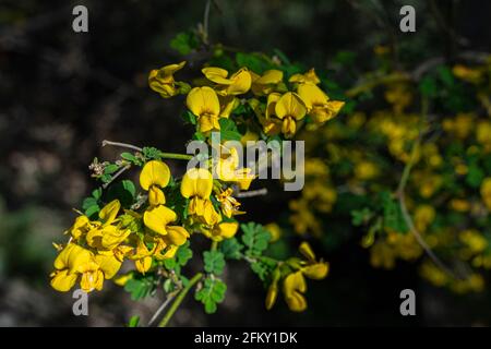 Detail eines Carbonai Besen, Cytisus scoparius, in Blüte. Abruzzen, Italien, Europa Stockfoto