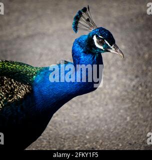 Blaues Pfauen Calgary Zoo Alberta Stockfoto